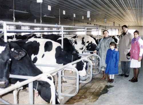 Ohio vaci la suceava