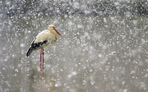NATURE-bird_snow_3142319k