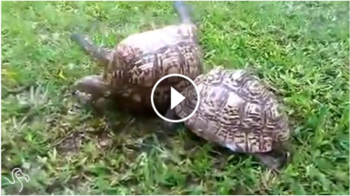 Screen Shot 2015-06-02 at 9.55.51 AM