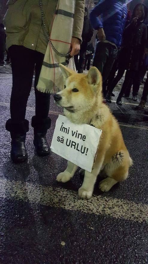 16403247_10154442606127266_6214206641960448581_o