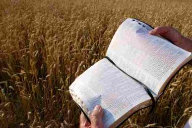 resizedimage387259-bible-in-harvest-field-web