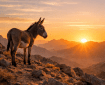 Donkey standing on rocky terrain with a sunset and mountains in the background